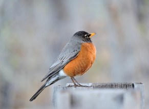 robin-1192321_640