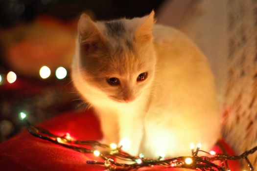 close up photography of white cat besides christmas lights