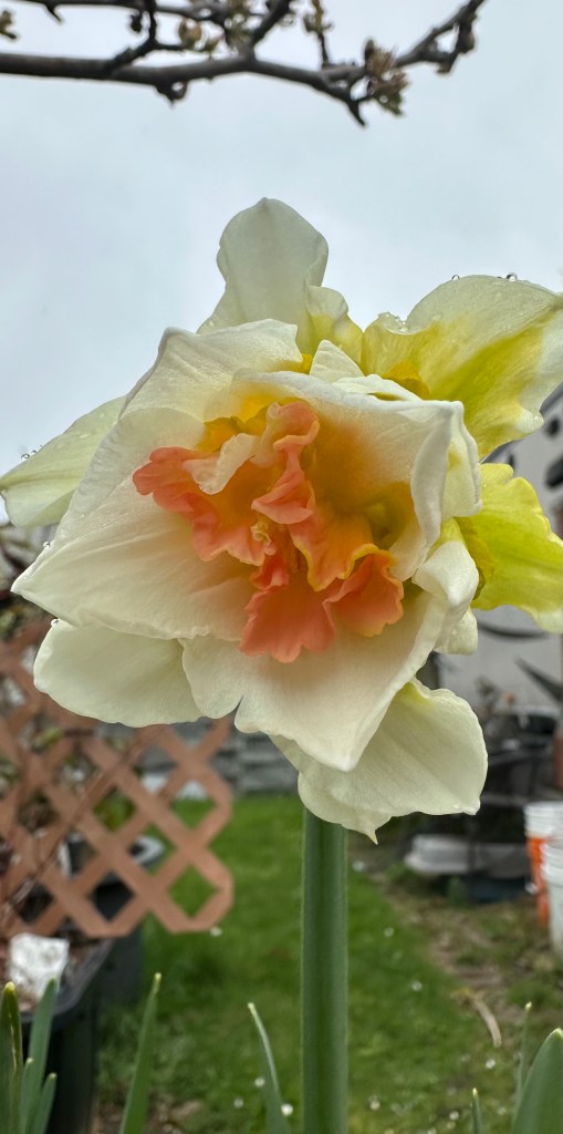 End of March #BookReviews- A Beggar’s Bargain @JanSikes3, Square Peg in a Round Hole @bakeandwrite, The Soul Whisperer’s Decision @GMPlano, Heart of Hope @Only_LucyScore, The Culling Trials @TheShannonMayer @KFBreene