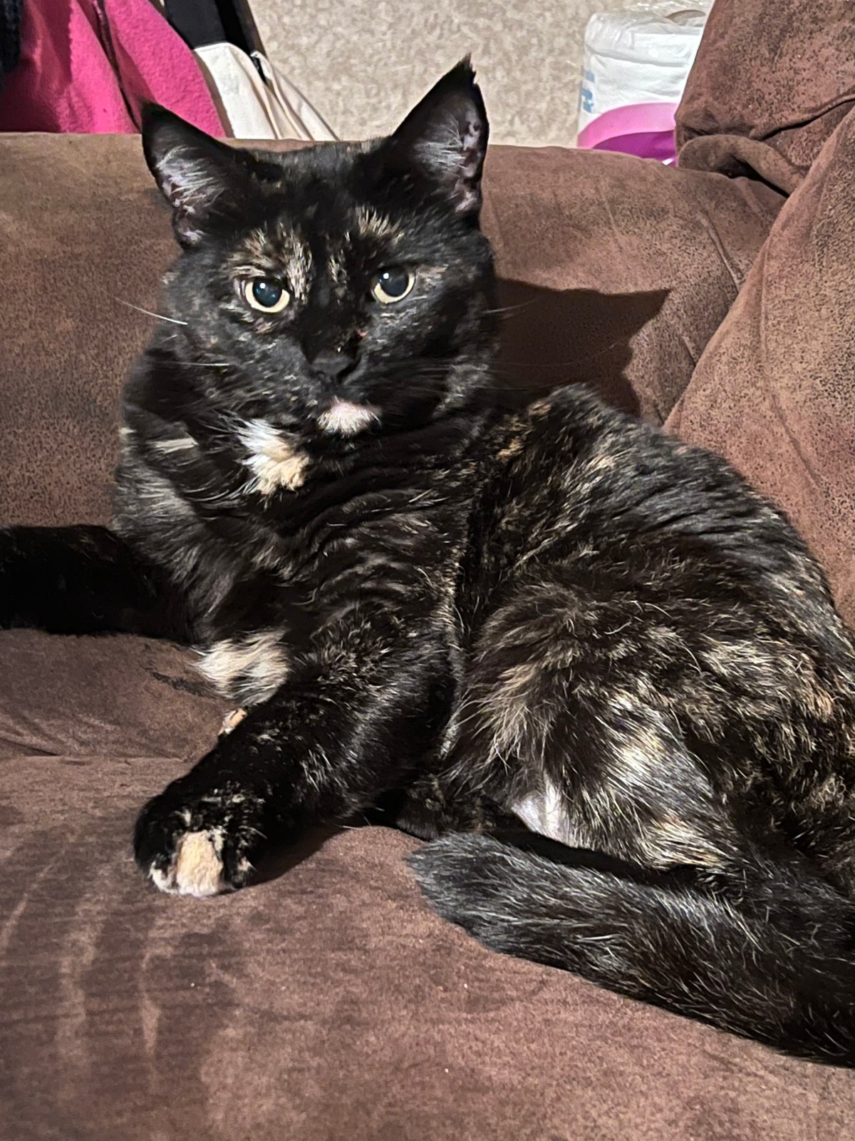 Saying Goodbye to a Dear Old Friend&nbsp;#Ilovemycat